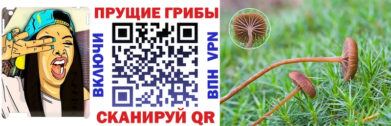 OMG ссылка  закладка  Великий Устюг  Псилоцибиновые грибы MAGIC MUSHROOMS 